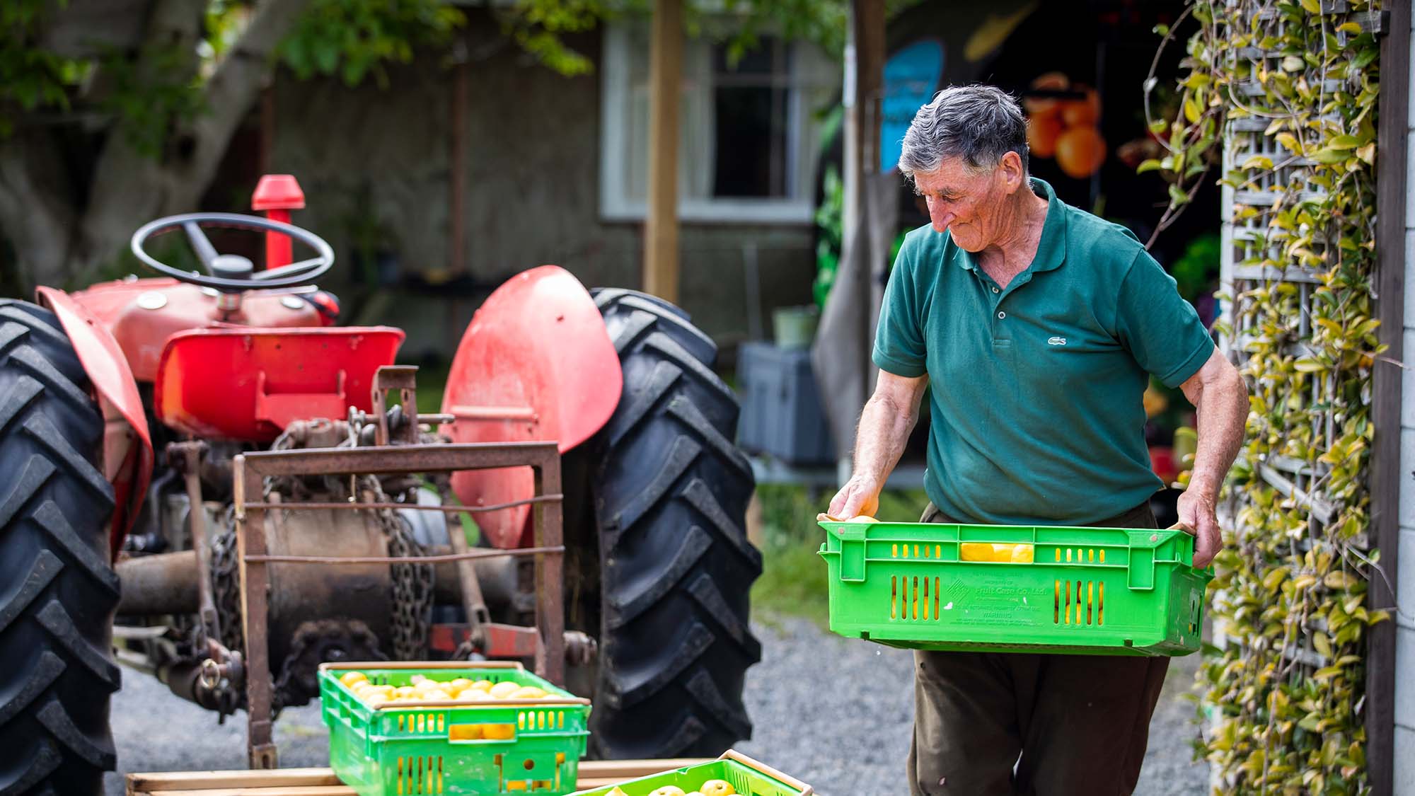 An older man caring a green crate with fruit to a tracktor